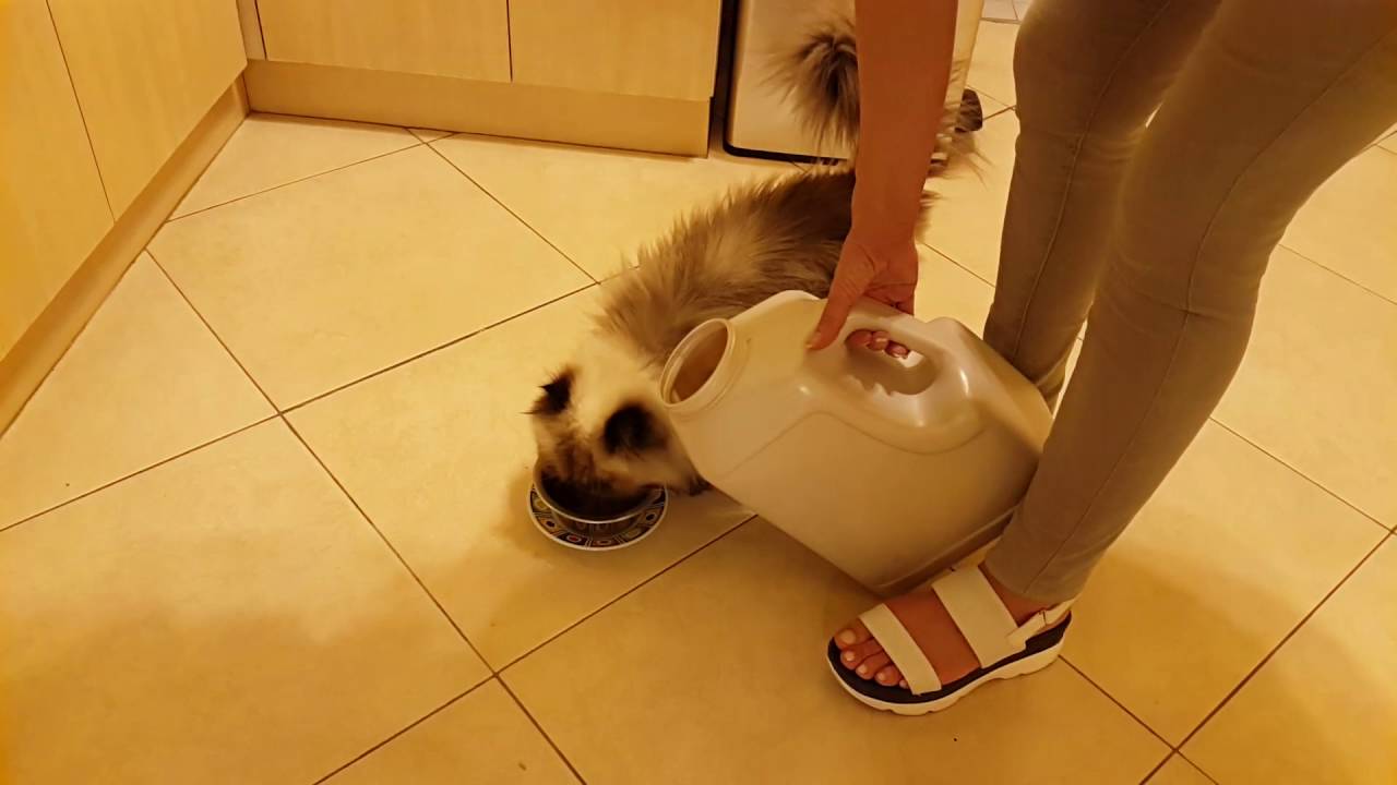 Кормление кота - YouTube