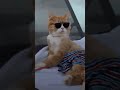 #cat #funny #catmemes #catholic like and subscribe