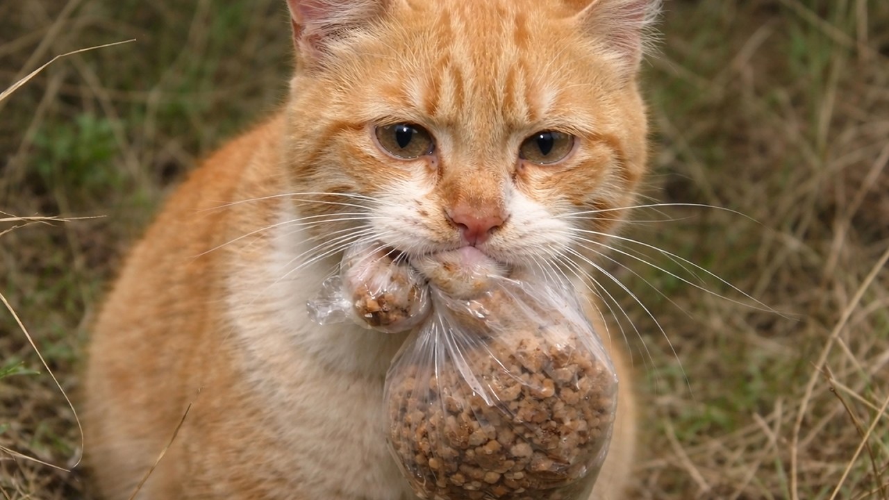 Рыжая кошка каждый день уходила с пакетом в зубах. Никто не знал куда, пока люди не решили проверить