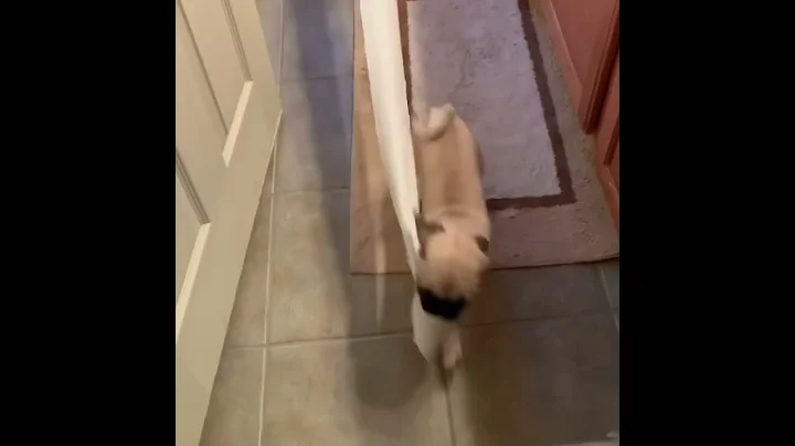 Dog Runs Into Door