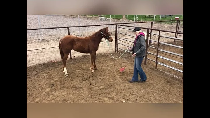 Lacy Yates halter breaking