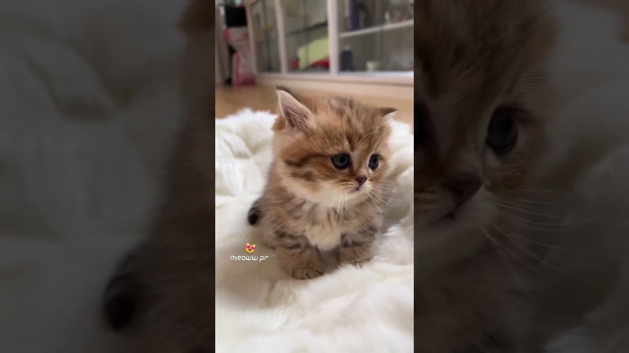 Meow Moe on X: Someone #Posted about an #Angry #Cat #Snapchat #Filter and  I was not #Disappointed #Cats #Cat #Kittens #Kitten #Kitty #Pets #Pet #Meow  #Moe #CuteCats #CuteCat #CuteKittens #CuteKitten #MeowMoe   .