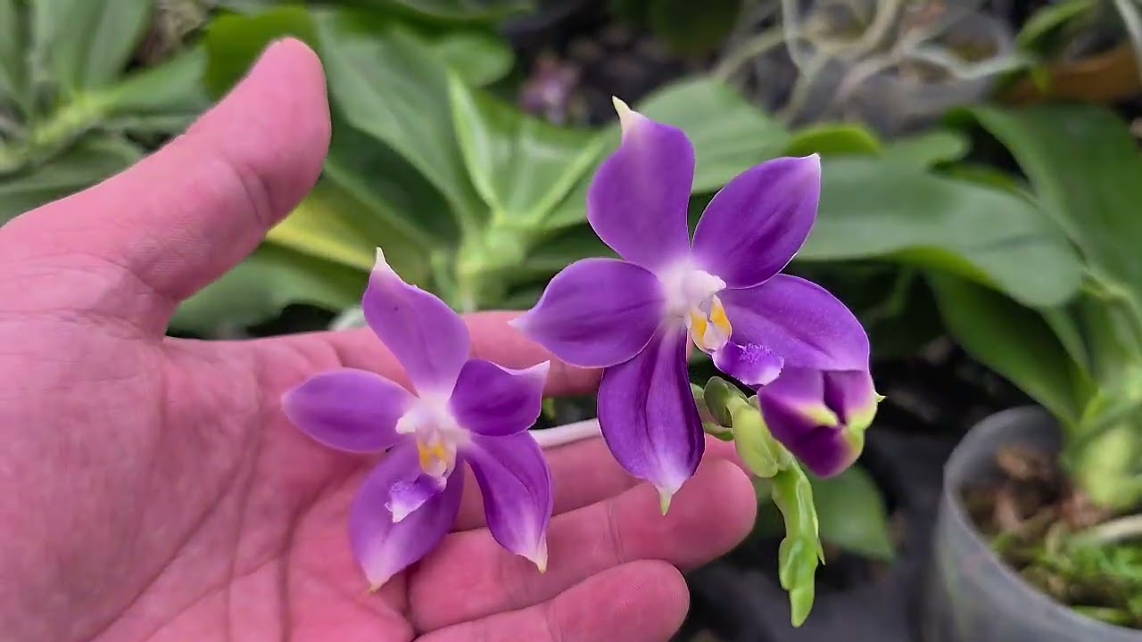 Маэстро Миту! Для любителей изысканности. Скоро в продаже. 