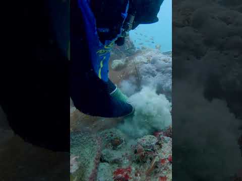 Quick hands make light work! #crayfish #lobster #commercialdiving