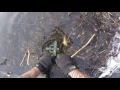 January Beaver trapping - foot hold trap