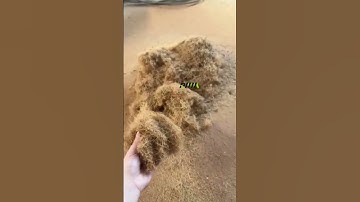 coconut shell crushing🔥🔥🔥 #coconut #recycling #machine WhatsApp 86 13603997598