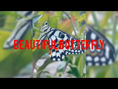 BEAUTIFUL BUTTERFLY #youtuber #viralvideo #butterfly #beautiful #colorful