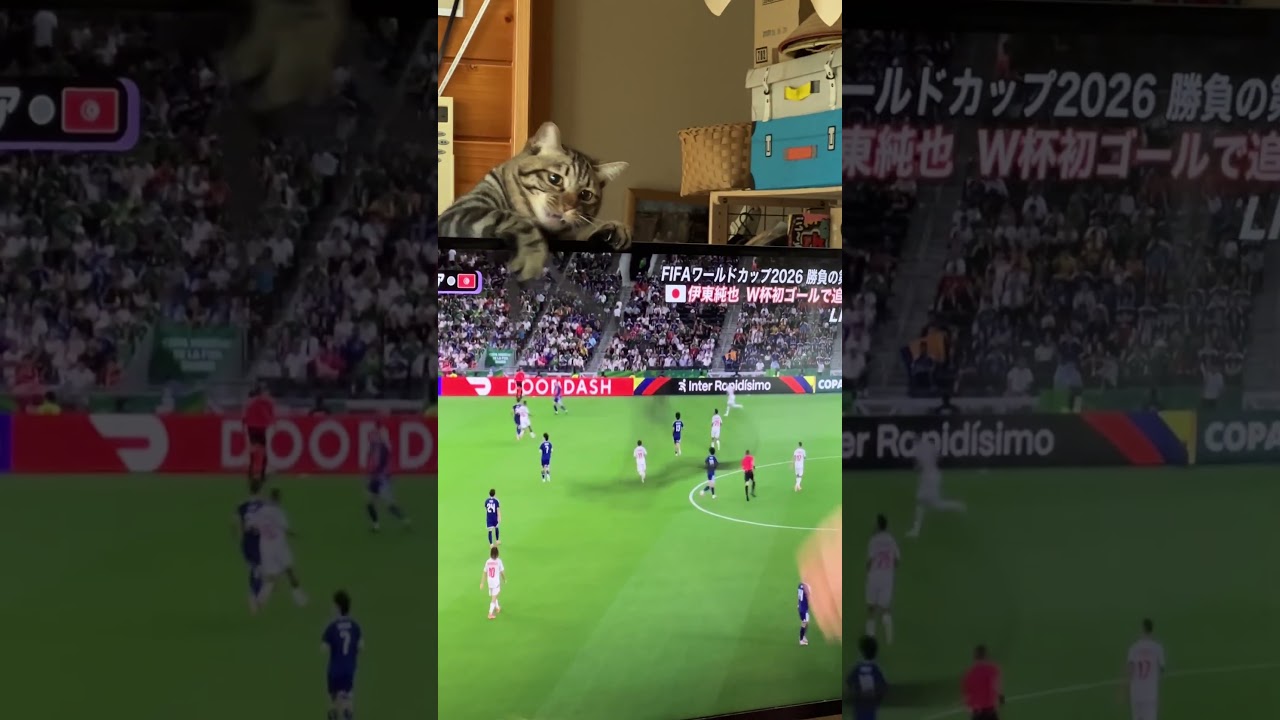 ワールドカップうちのトラジも戦っています!笑 #猫 #cat