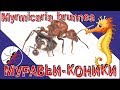 Муравьи Myrmicaria brunnea. Муравьи коники, муравьи лошадки