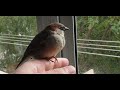 Robin el gorrin2 das en 1 vdeo parece que hay depredador y vuelven a podar el parque de robin