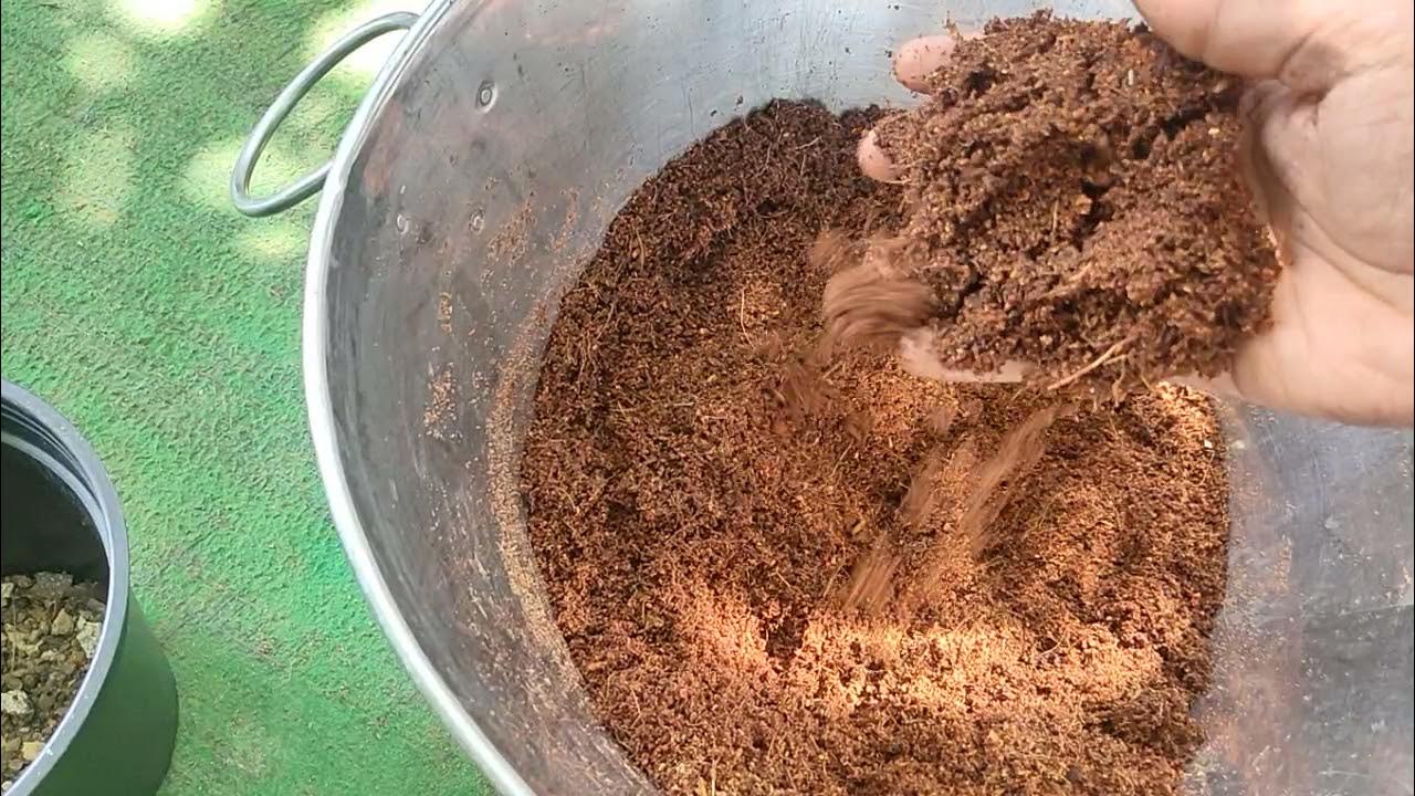 How to grow beet Root From Beetroot Cuttings planting of beetroot