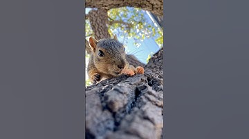 2 for you 1 for me! Squirrel Baby Lou gives back in slow motion #animals #photography #reels #fyp #1