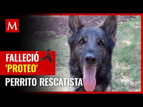 Video: Un tratamiento raro salva al cachorro de rescate que fue rescatado de entre los muertos