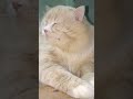 kuch log billiyonko apne aap pasand aa jaye h #shortvideo #cat