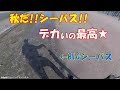 最高に引いた★【秋のデイゲーム・シーバス】