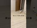 ママが他の猫と楽しそうにしてたら… #アフレコ #