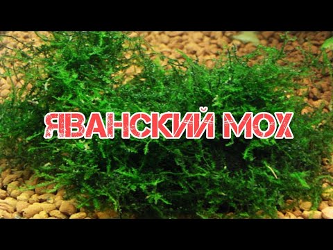 Видео: Сможете ли вы вернуть Мох к жизни?