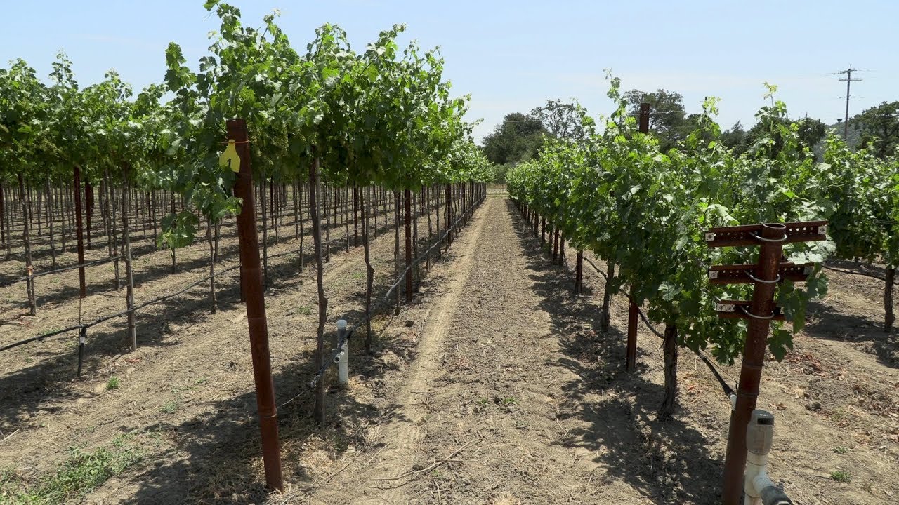 UC touchless vineyard