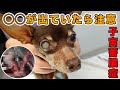 犬の子宮蓄膿症