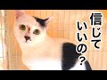 ウルウルお目目の野良猫を お家の中へ【野良猫保護】