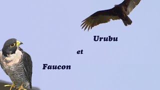 27/4/2024  Faucon et Urubu