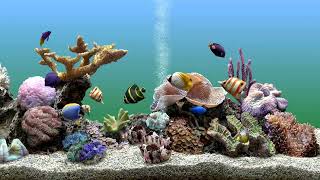 Calming Underwater Aquarium Fish Tank to Focus to Bubbling Water | No Music | 4 Hours