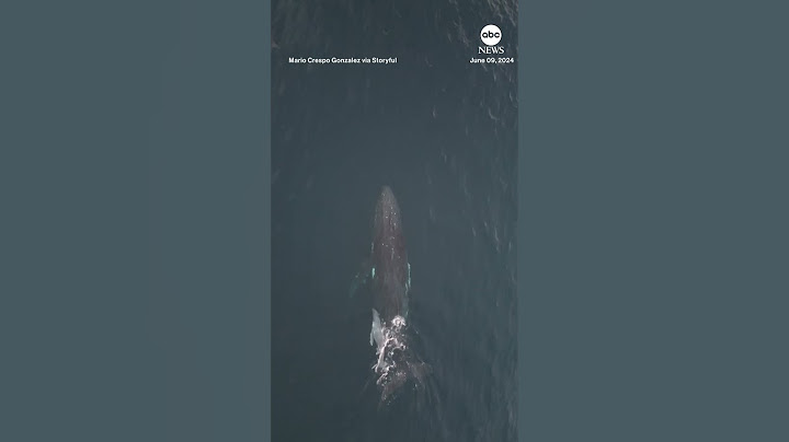 Drone footage captures mother whale and calf off Gold Coast