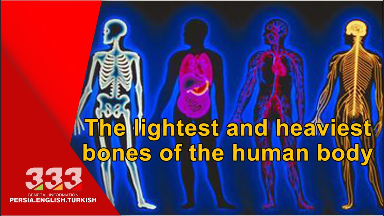 The lightest and heaviest bones of the human body !! YouTube