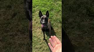 All non verbal tricks. What a smart   #belgianmalinois #dog #malinois #maligator