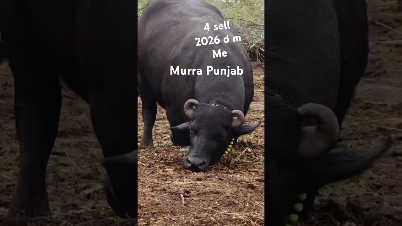 4 sell 2026 asal Punjab murraa nasal 