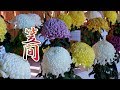 Blooming Chrysantheｍum (Kiku) at Kasama Inari Shrine of kasama city.笠間 #4K