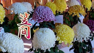 Blooming Chrysantheum (Kiku) at Kasama Inari Shrine of kasama city.笠間 #4K