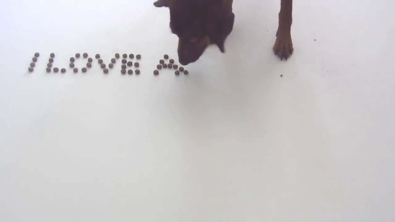 Silly dog Buba writing a message - YouTube