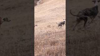 #shorts vidéos#galgos #dog#hunter #rabbit #saluki #chippiparai #grehound #hunting