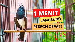 Kacer Gacor Full Isian Cepat Buat Menaikan Emosi Kacer Lain Agar Tarung Langsung Buka Ekor