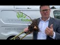 Japanese knotweed expert