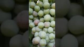 تلوين العنب الاحمر (بداية التلوين) Red grape coloring (beginning of coloring)