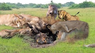 Lion Pulls Warthog From Its Hole - Warthog Tries To Run Into The Cave To Escape The Lion But