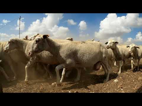 וִידֵאוֹ: המשטרה ההולנדית צדה מאפיה כבשים לאחר גניבות חסרות תקדים