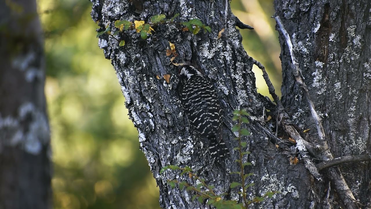 Carpinterito (Dryobates lignarius) - Birdwatching en Chile #2