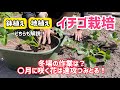 【野菜】イチゴを育てよう！植え付け〜日ごろの管理、冬・春先の管理