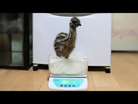 エミューが生まれて２週間、どれだけ大きくなったか測ってみた