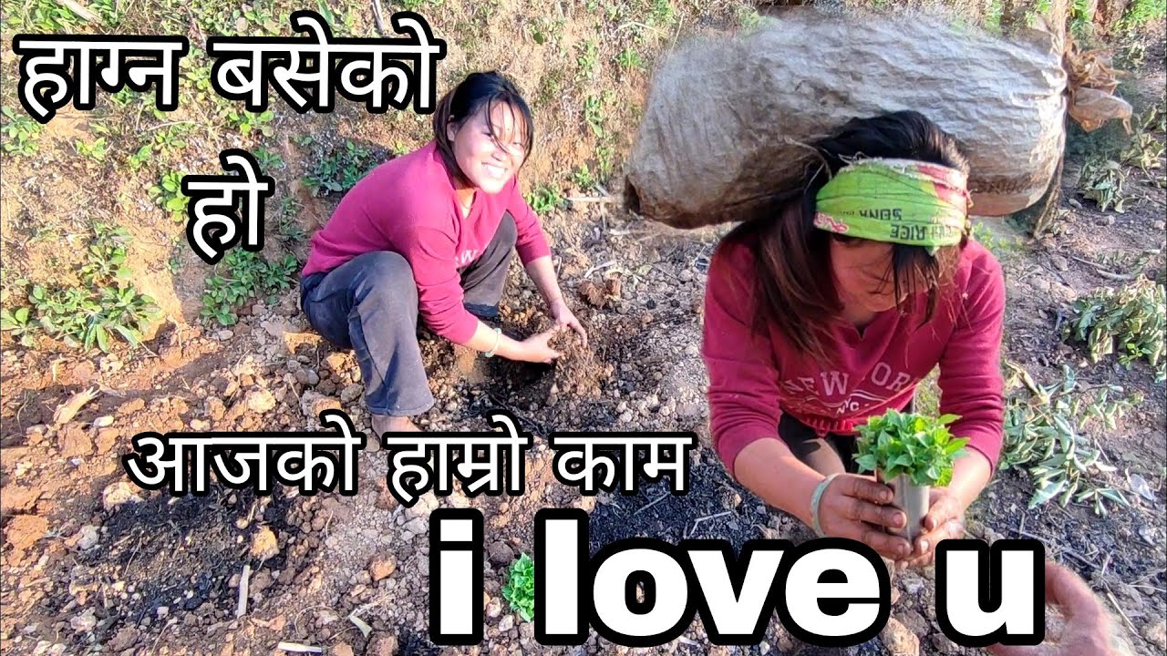 अर्गनिक गाउको रमाइलो vlog बुढा बुधिको दिन कटाउने मेलो आजको हाम्रो बिन्भरिको काम यति गरियो