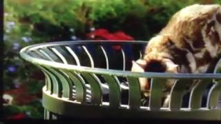 Stuart Little 2 Vs Falcon