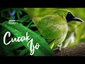 Cucak Ijo Gacor Isian Kapas Tembak Untuk Terapi Macet Bunyi Masteran Mp3 - Mp4 Download