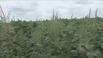 From the Farm: Herbicide-resistant weeds