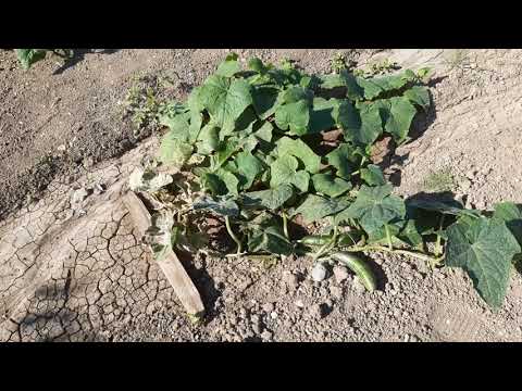 Video: Yeni Başlayanlar İçin Sebze Bahçeciliği İpuçları