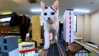 【今週のボツ動画】短い野良猫動画まとめて公開unreleased video of this week2022/11/1w