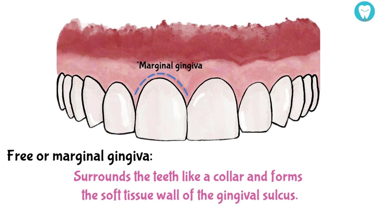 Parts Of Gingiva (Easy) YouTube