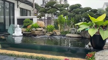 Hồ Koi Vách Kính Đẳng Cấp #Short